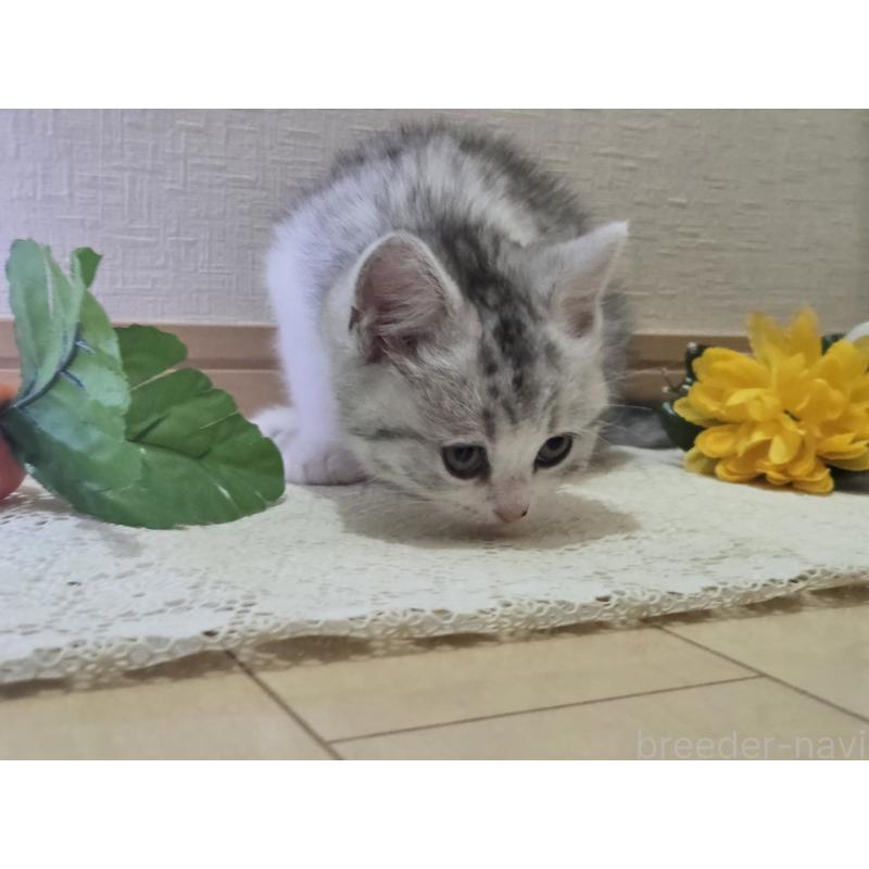 販売中の広島県のスコティッシュフォールド-128760の50枚目