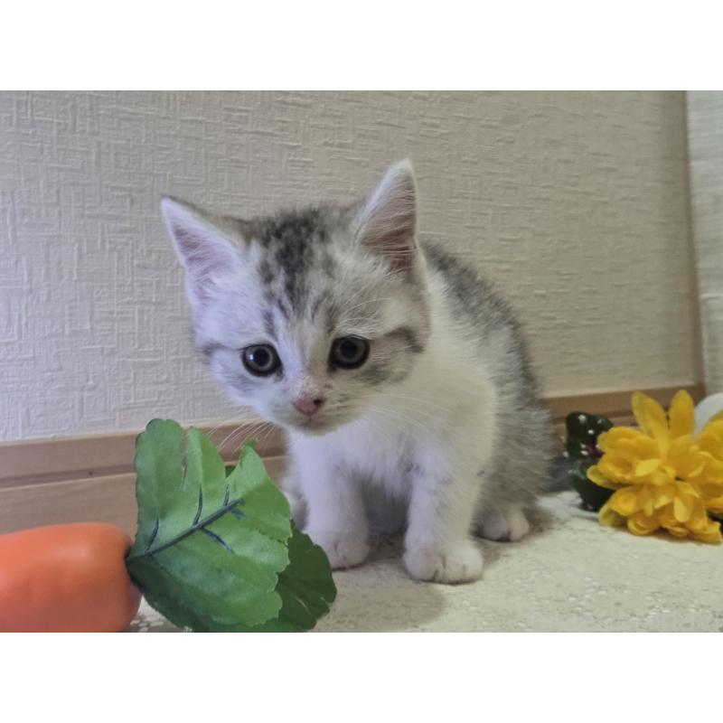 販売中の広島県のスコティッシュフォールド-128760の49枚目