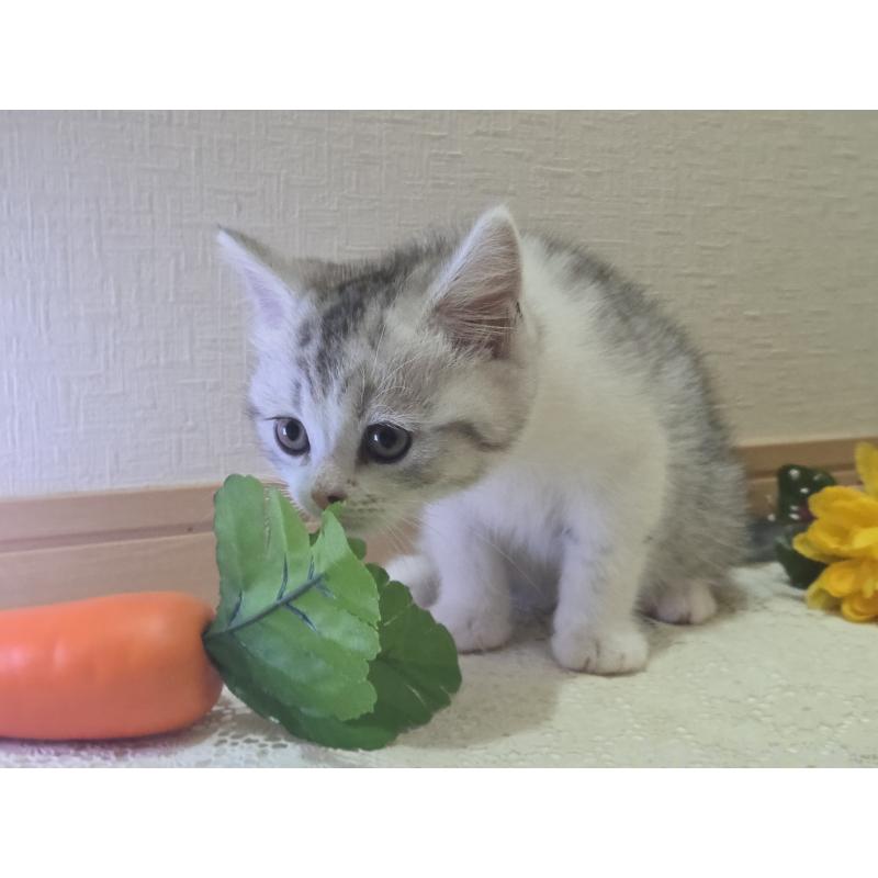 販売中の広島県のスコティッシュフォールド-128760の48枚目