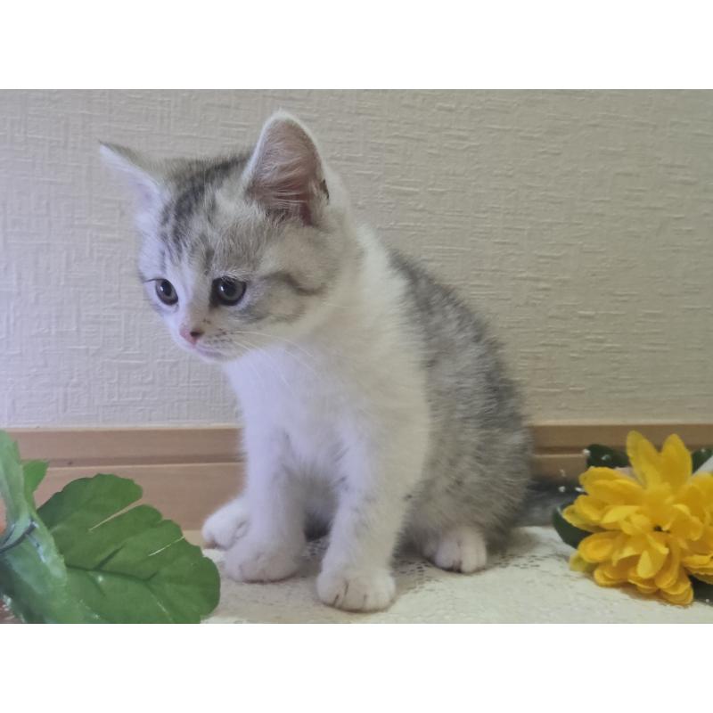 販売中の広島県のスコティッシュフォールド-128760の47枚目