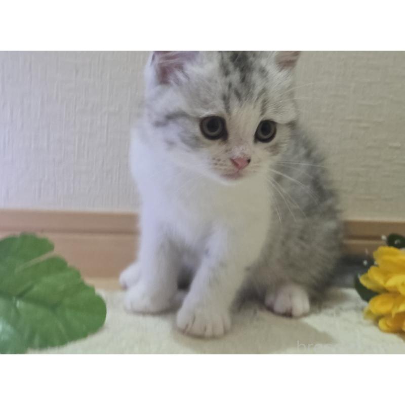 販売中の広島県のスコティッシュフォールド-128760の46枚目