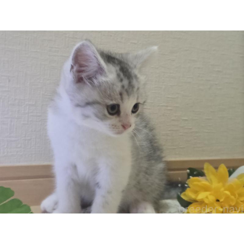 販売中の広島県のスコティッシュフォールド-128760の45枚目