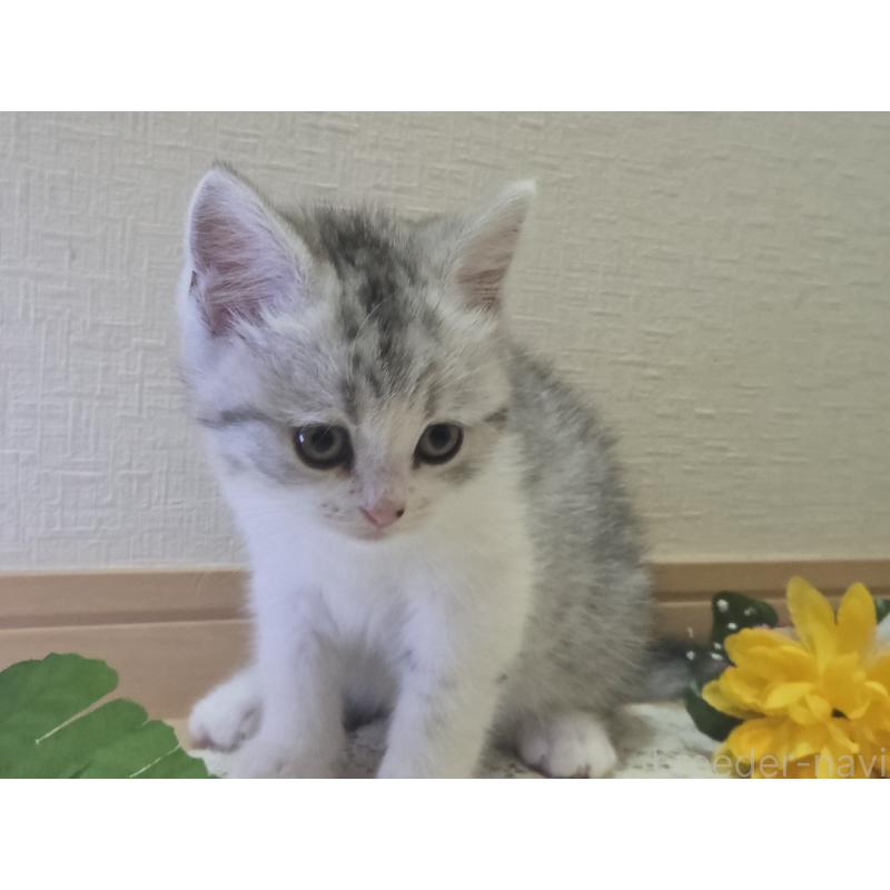 販売中の広島県のスコティッシュフォールド-128760の44枚目