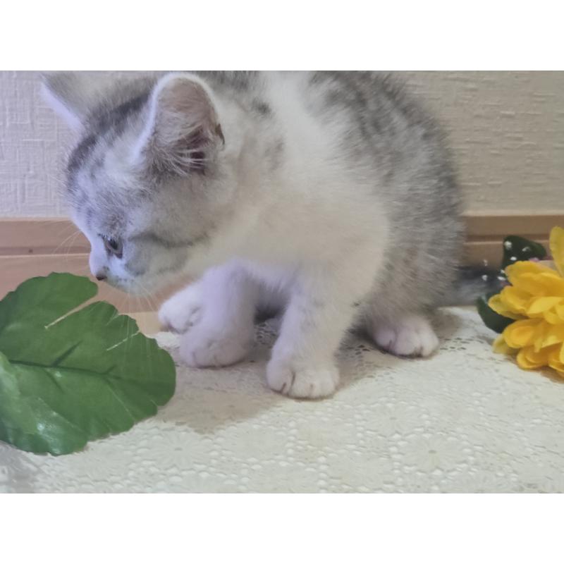 販売中の広島県のスコティッシュフォールド-128760の43枚目