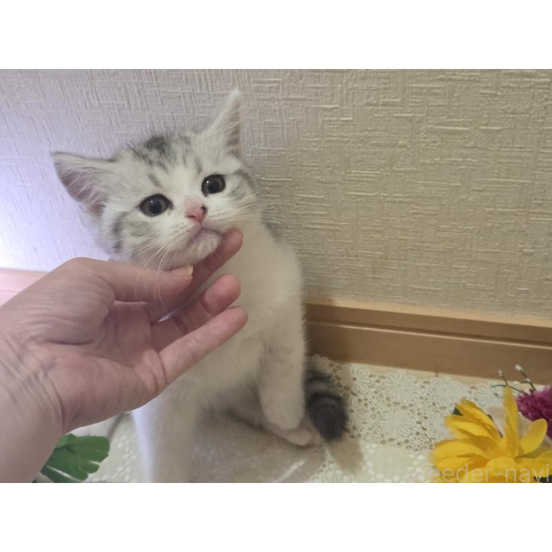 販売中の広島県のスコティッシュフォールド-128760の42枚目