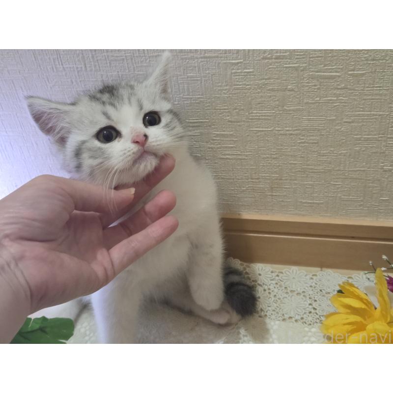 販売中の広島県のスコティッシュフォールド-128760の41枚目