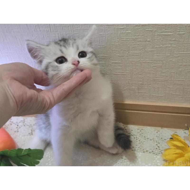 販売中の広島県のスコティッシュフォールド-128760の40枚目