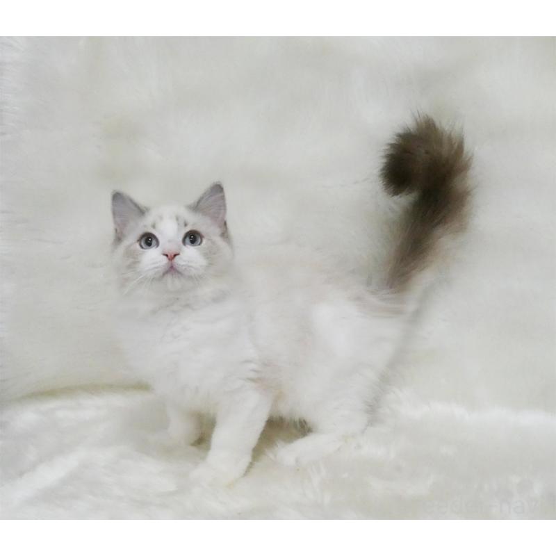 販売中の茨城県のラグドール-123149の4枚目