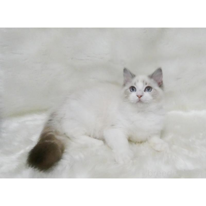 販売中の茨城県のラグドール-123149の3枚目