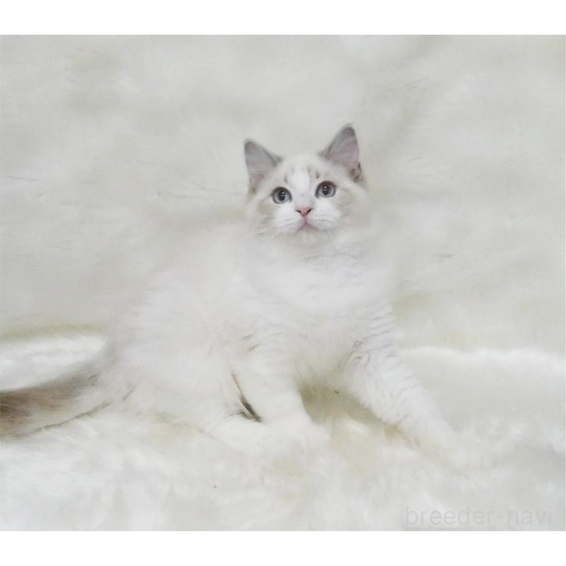 販売中の茨城県のラグドール-123149の2枚目