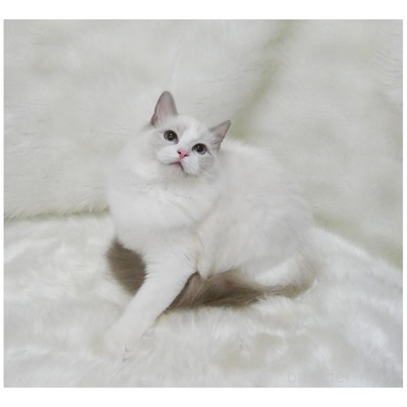 販売中の茨城県のラグドール-123949の4枚目