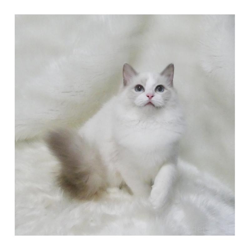 販売中の茨城県のラグドール-123949の3枚目