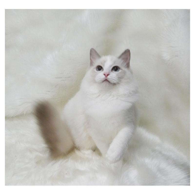 販売中の茨城県のラグドール-123949の2枚目