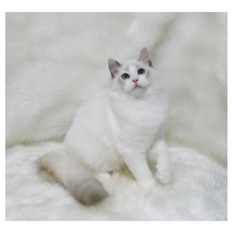 販売中の茨城県のラグドール-123948の5枚目