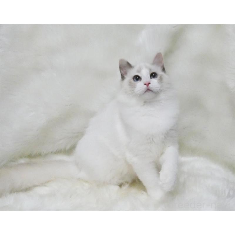 販売中の茨城県のラグドール-123948の4枚目