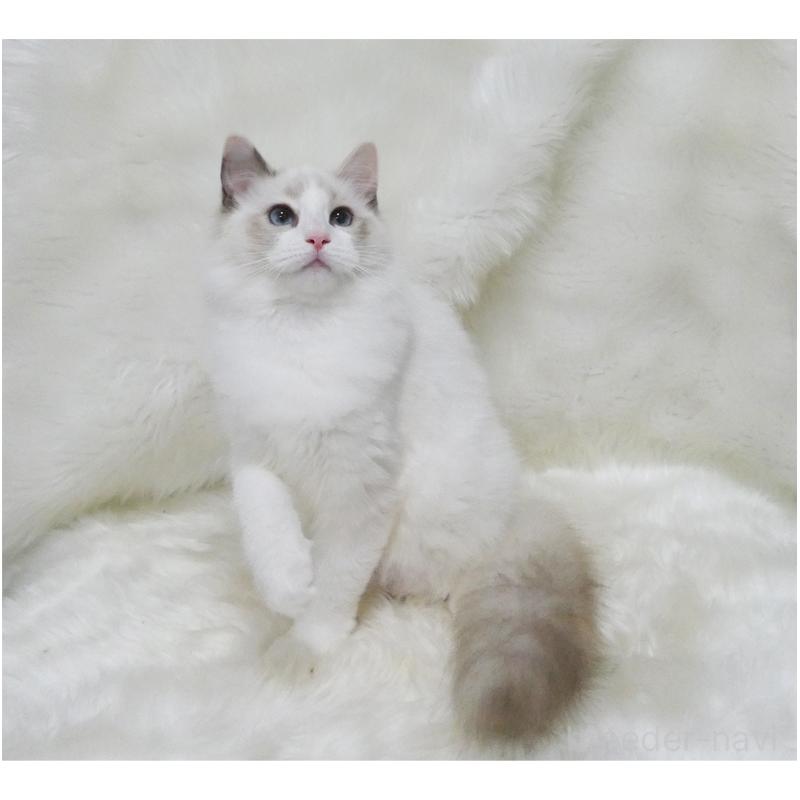 販売中の茨城県のラグドール-123948の3枚目