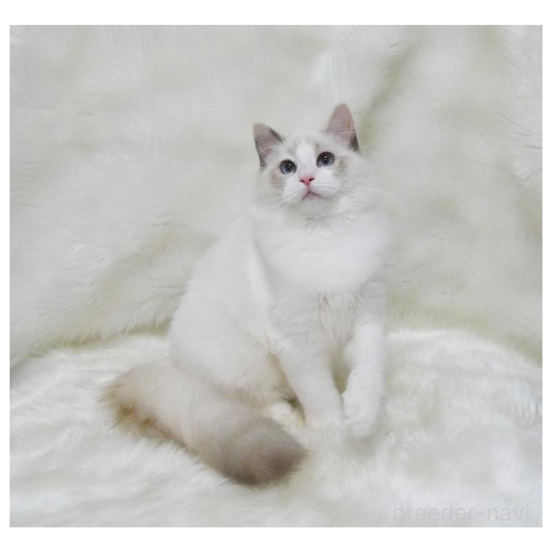 販売中の茨城県のラグドール-123948の2枚目