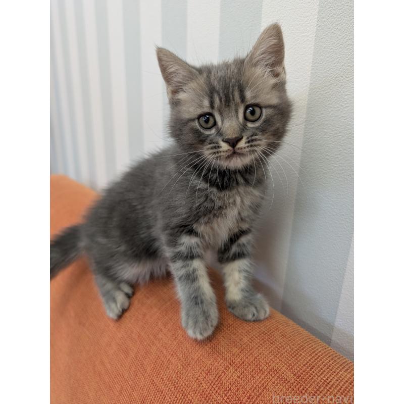 販売中の大阪府のスコティッシュフォールド-127155の3枚目