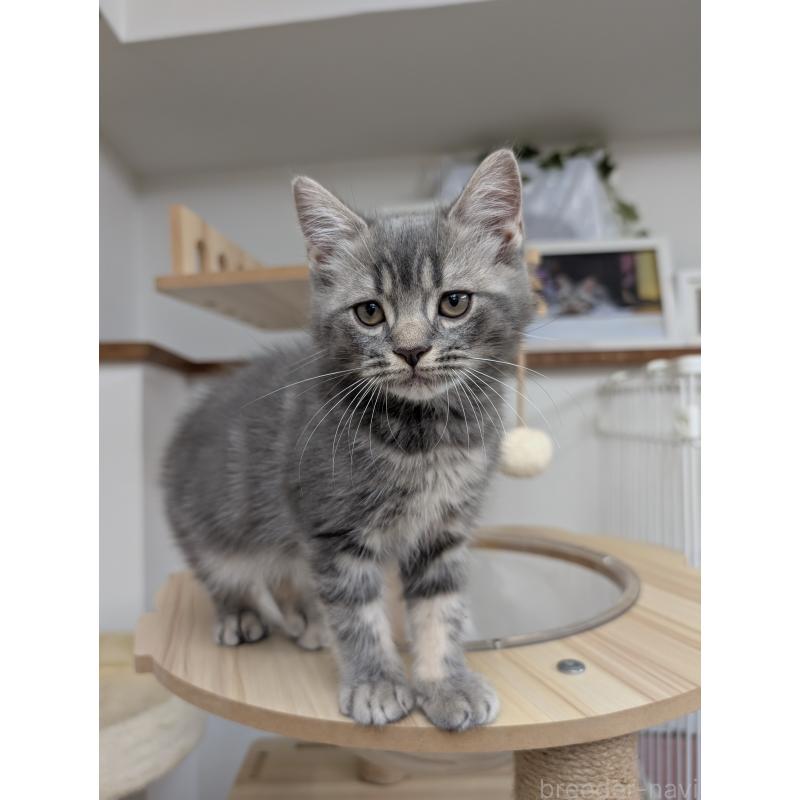 販売中の大阪府のスコティッシュフォールド-127156の4枚目