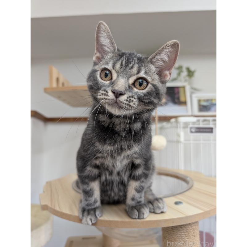 販売中の大阪府のアメリカンショートヘア-122482の3枚目