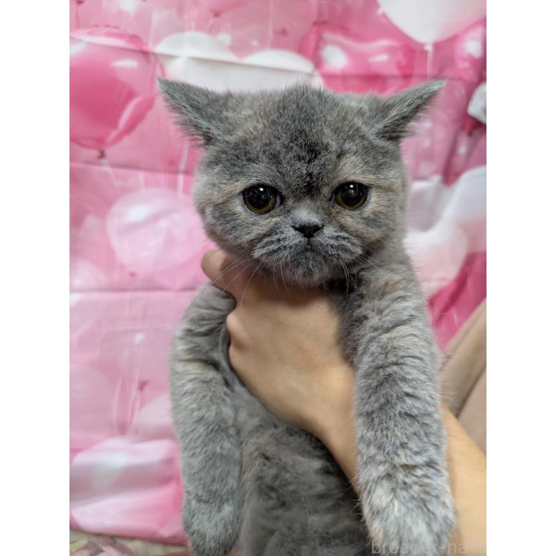 販売中の大阪府のエキゾチックショートヘア-125768の3枚目