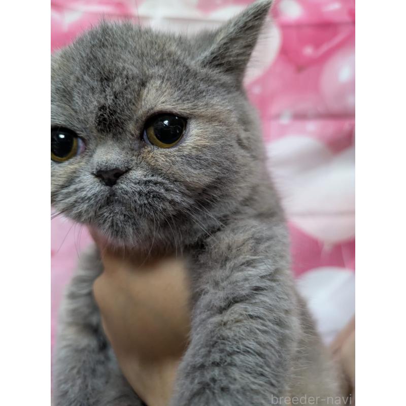 販売中の大阪府のエキゾチックショートヘア-125768の2枚目