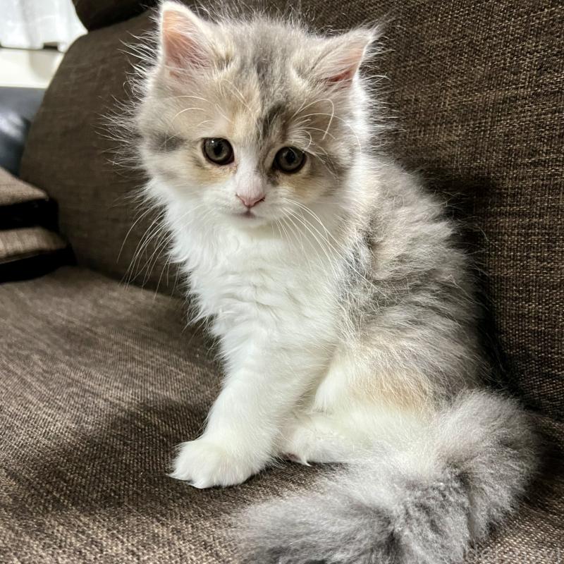 販売中の三重県のスコティッシュフォールド-126790の12枚目