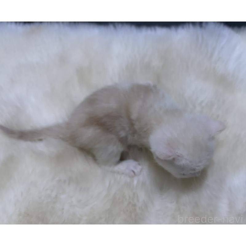 販売中の鹿児島県のマンチカン-129499の3枚目