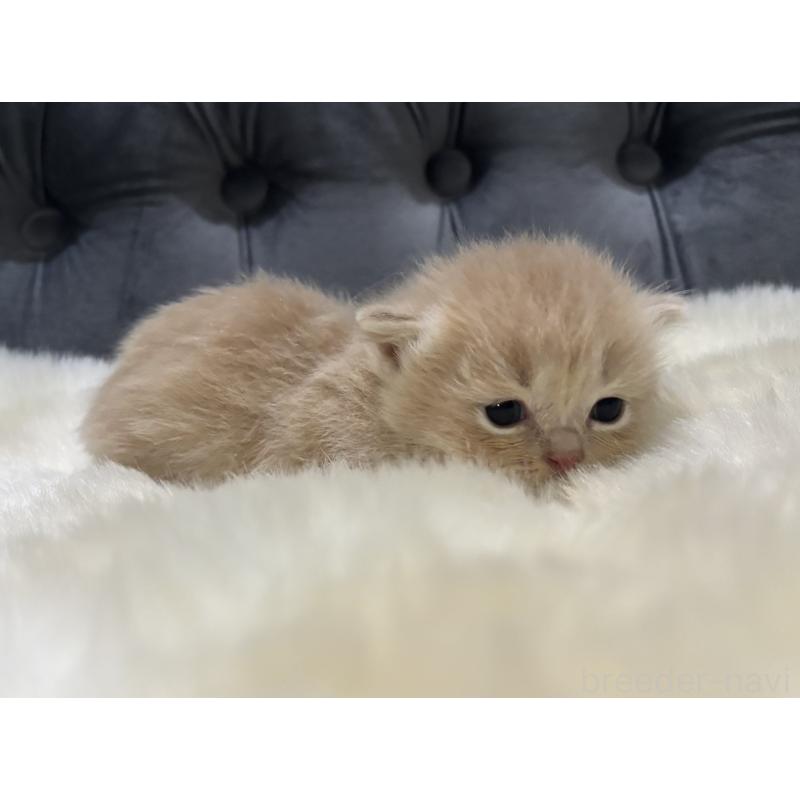 販売中の鹿児島県のマンチカン(短足)-129500の5枚目