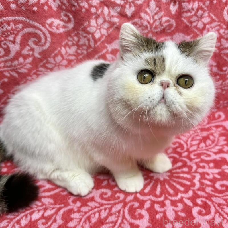 販売中の福島県のエキゾチックショートヘア-129535の1枚目