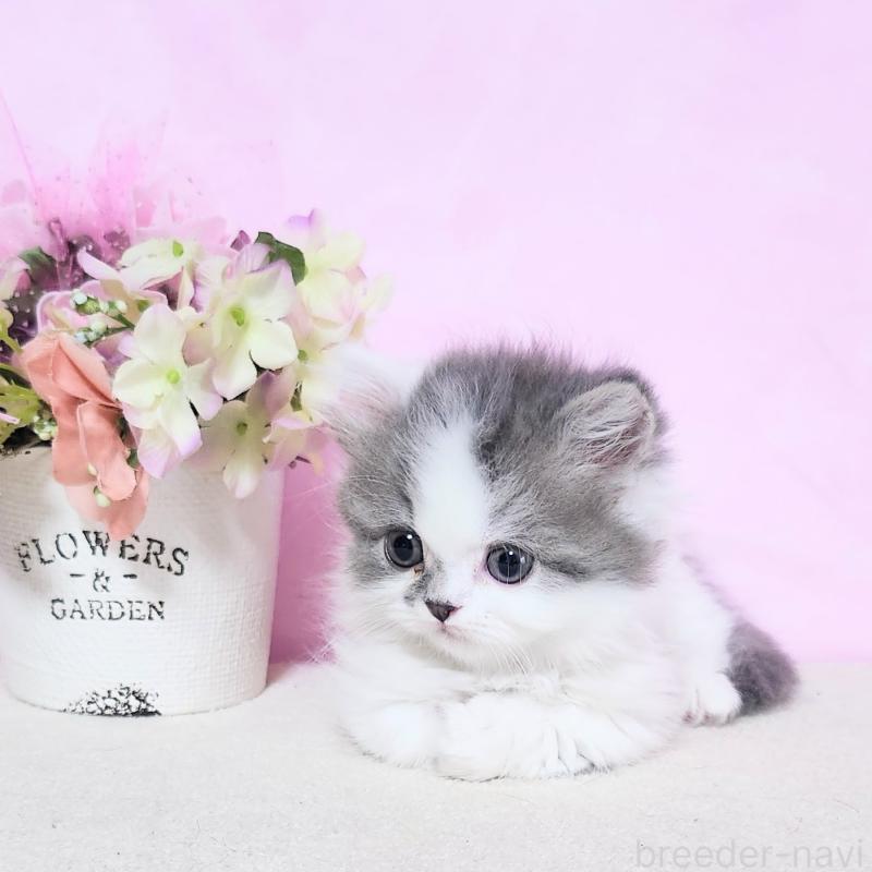 成約済の群馬県のミヌエット(短足)-125122