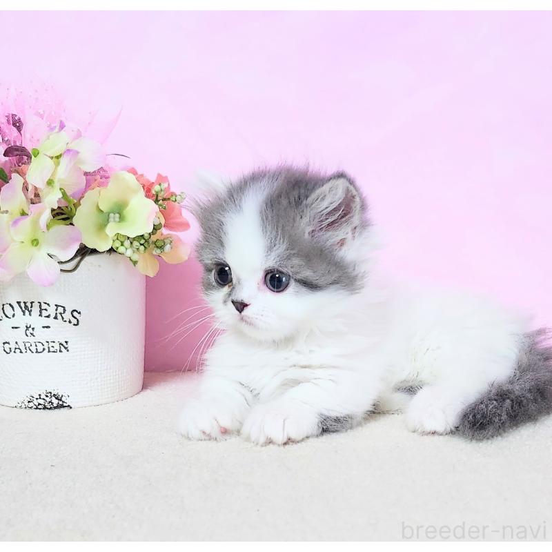 成約済の群馬県のミヌエット(短足)-125122の3枚目