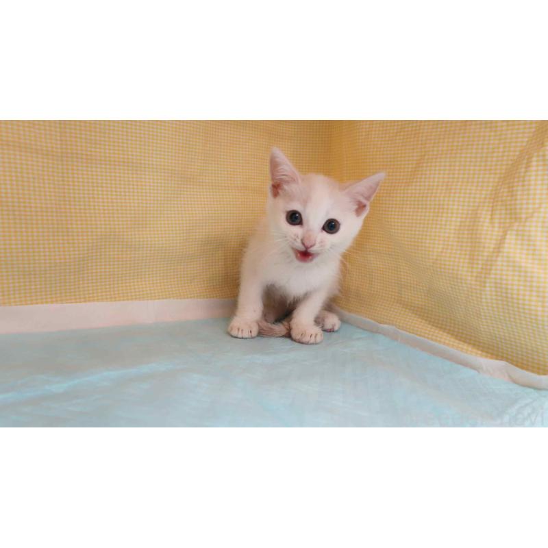 販売中の東京都のマンチカン-129550の4枚目