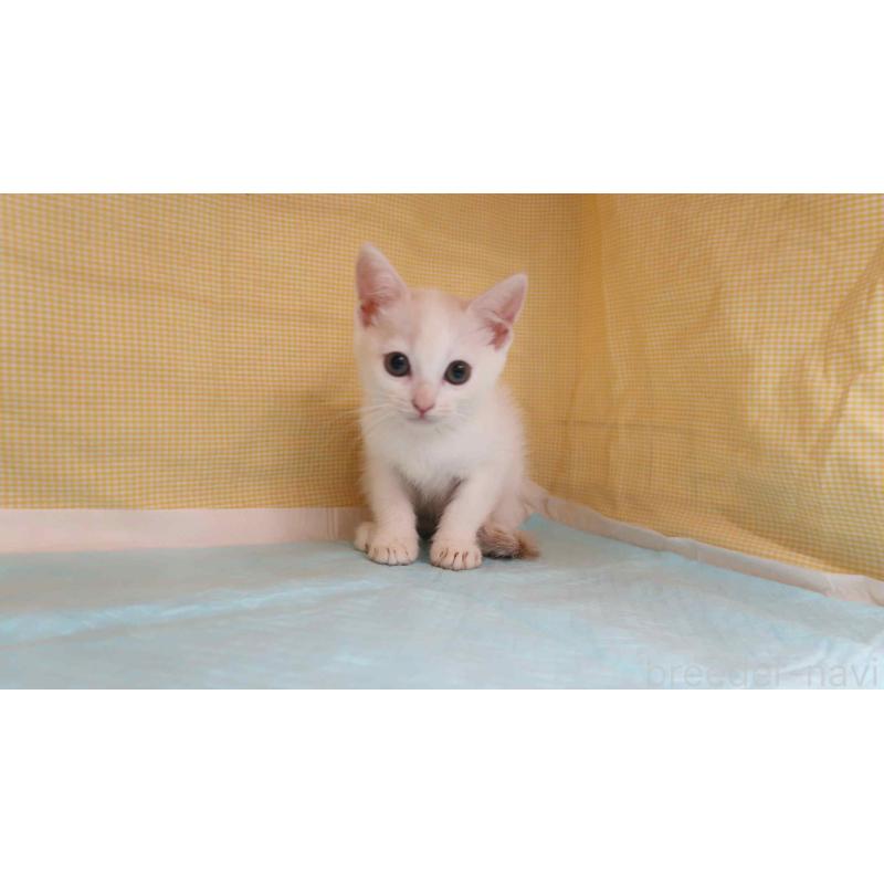 販売中の東京都のマンチカン-129550の2枚目