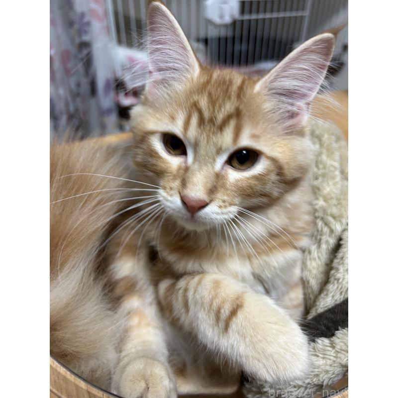 成約済の東京都のメインクーン-125378の2枚目