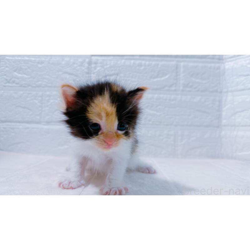 販売中の鹿児島県のミックス-127769の11枚目