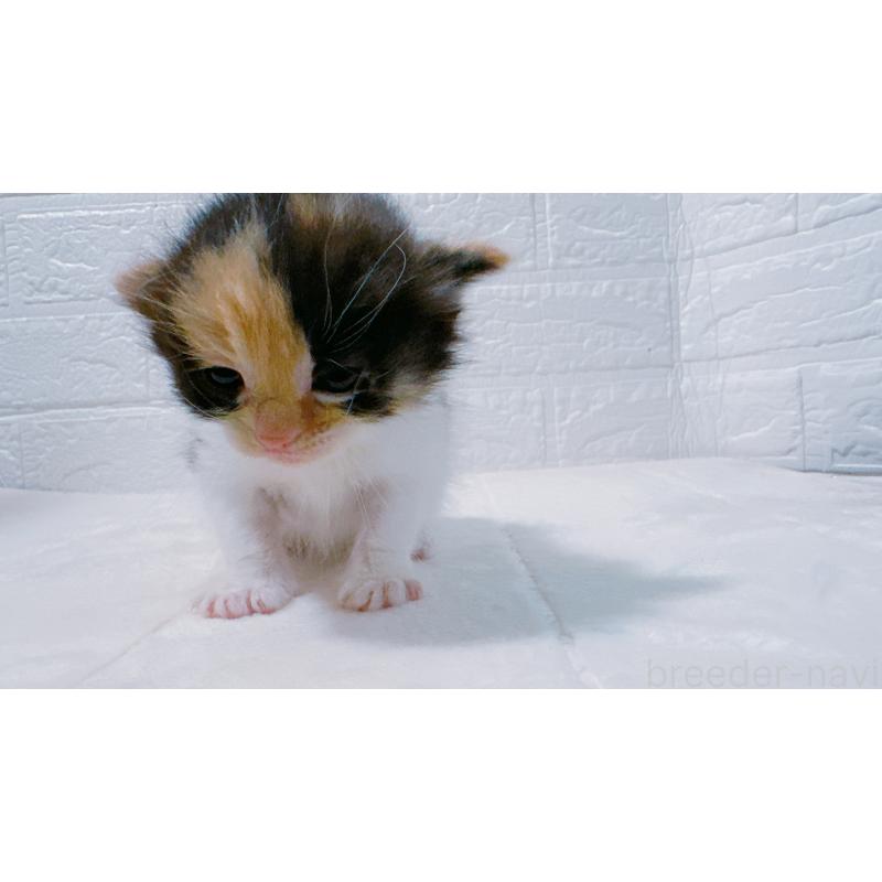 販売中の鹿児島県のミックス-127769の10枚目