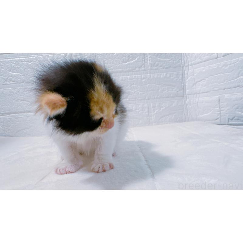 販売中の鹿児島県のミックス-127769の9枚目