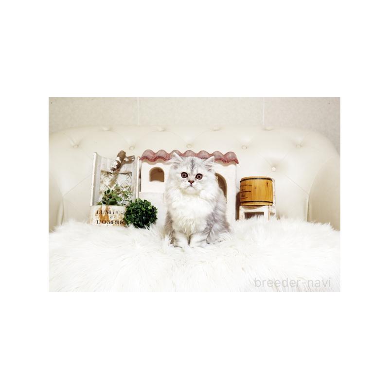 成約済の佐賀県のスコティッシュフォールド-125390の5枚目