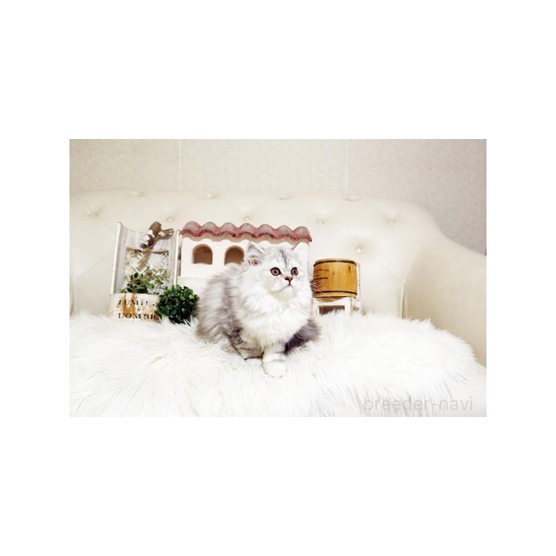 成約済の佐賀県のスコティッシュフォールド-125390の4枚目