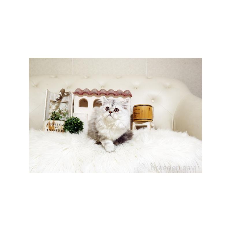 成約済の佐賀県のスコティッシュフォールド-125390の3枚目