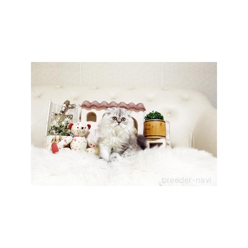 販売中の佐賀県のスコティッシュフォールド-125391の5枚目