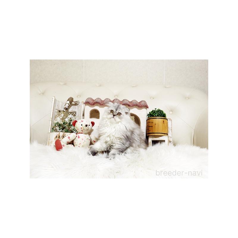 販売中の佐賀県のスコティッシュフォールド-125391の4枚目