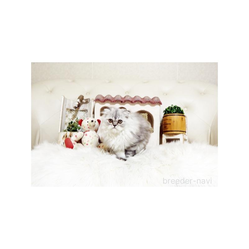 販売中の佐賀県のスコティッシュフォールド-125391の3枚目