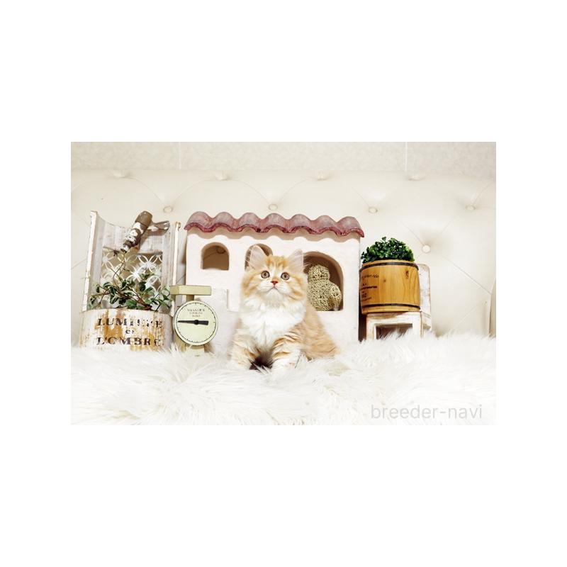 販売中の佐賀県のスコティッシュフォールド-127395の5枚目