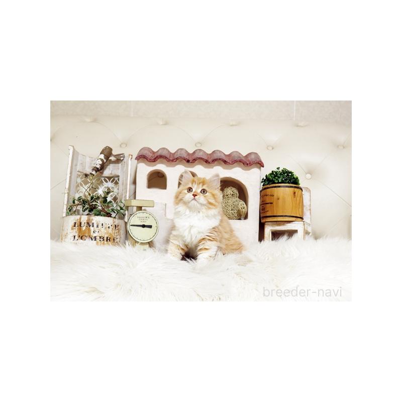 販売中の佐賀県のスコティッシュフォールド-127395の4枚目