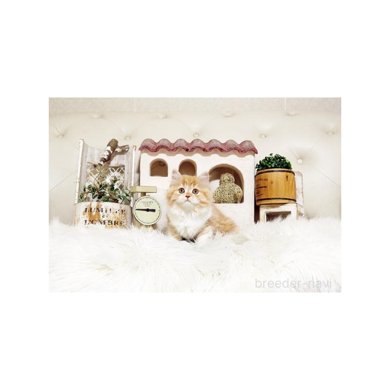 販売中の佐賀県のスコティッシュフォールド-127395の3枚目