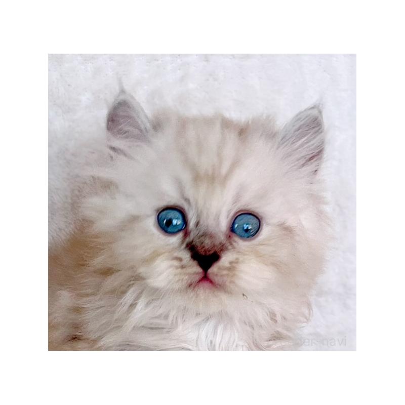 成約済の福島県のミヌエット-129147の5枚目