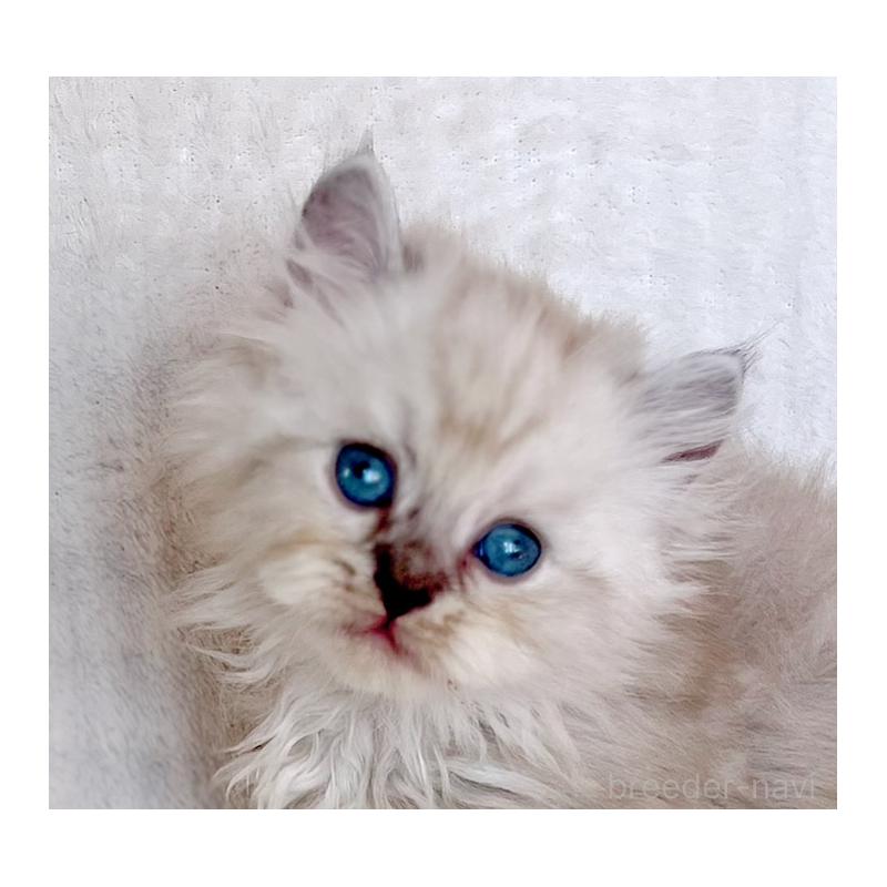 成約済の福島県のミヌエット-129147の4枚目