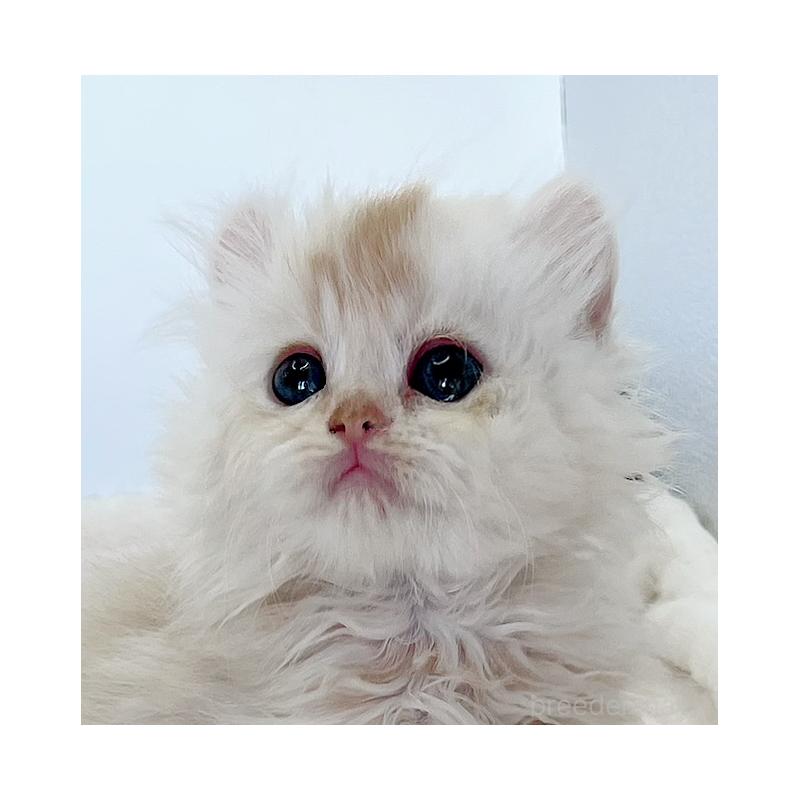 商談中の福島県のミヌエット-129145の5枚目